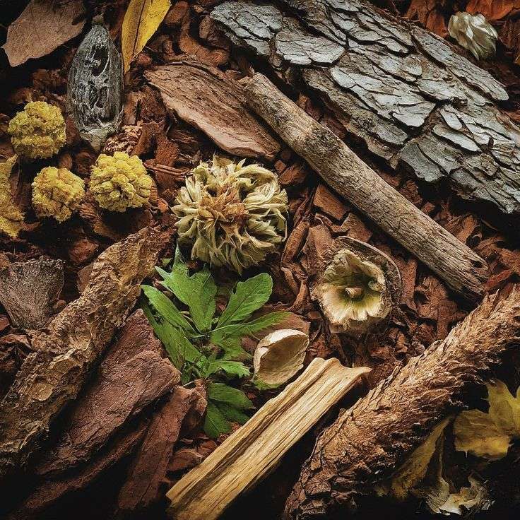 Race Againts Time : Biomass as Source Renewable Energy Pioneering the Energy Transition 